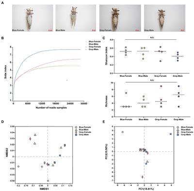 Candidatus Liberibacter asiaticus: An important factor affecting bacterial community composition and Wolbachia titers in Asian citrus psyllid